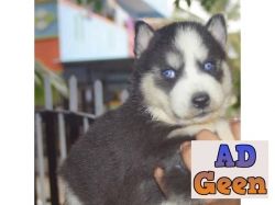 Wooly coat Siberian Husky puppies for sale 9394723663